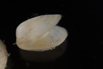 Media type: image;   Malacology 393892